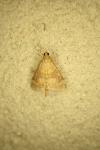 Ostrinia nubilalis