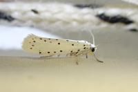 Yponomeuta cagnagella