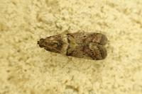Acrobasis consociella