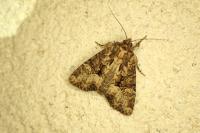 Oligia latruncula / Oligia strigilis / Oligia versicolor