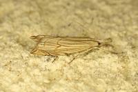 Metacrambus carectellus