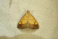 Evergestis limbata