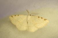 Stegania trimaculata