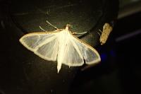 Palpita vitrealis