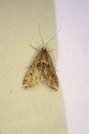 Cataclysta lemnata