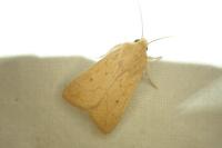 Mythimna vitellina