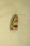 Notocelia uddmanniana