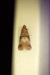 Acrobasis advenella