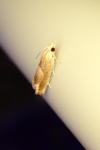 Eucosma