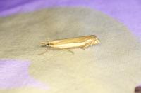 Crambus pascuella