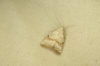 Meganola albula