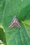 Hyles livornica