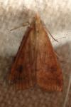 Udea ferrugalis