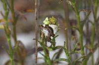 Acontia lucida