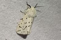 Spilosoma lubricipeda