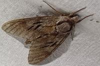 Hyloicus pinastri