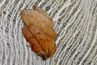Phyllodesma tremulifolia