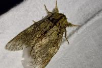 Peridea anceps