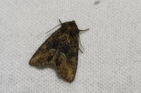 Oligia fasciuncula