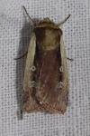 Ochropleura plecta
