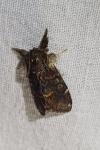 Notodonta dromedarius