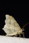 Macaria alternata