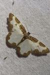 Lomaspilis marginata