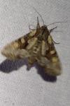 Lacanobia w-latinum