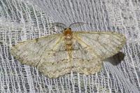 Hypomecis punctinalis