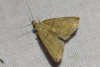 Herminia grisealis