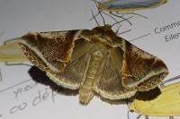 Habrosyne pyritoides
