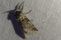 Furcula furcula