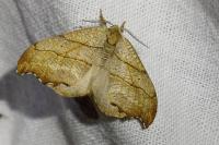 Falcaria lacertinaria