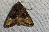 Euplexia lucipara