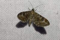 Eupithecia nanata