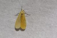 Wittia sororcula