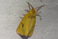 Diacrisia sannio