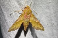 Deilephila porcellus