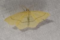 Cyclophora linearia
