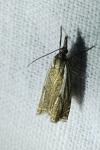 Crambus lathoniellus