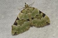 Colostygia pectinataria