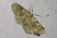 Cleorodes lichenaria