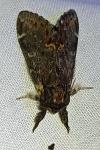 Notodonta dromedarius