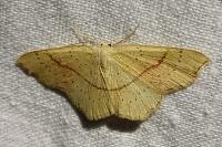 Cyclophora punctaria