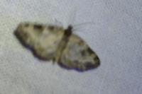 Pterapherapteryx sexalata