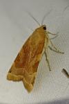 Noctua fimbriata