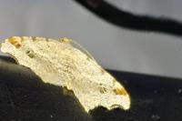 Macaria alternata