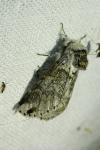 Furcula furcula