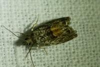 Epinotia nisella