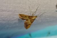 Endotricha flammealis